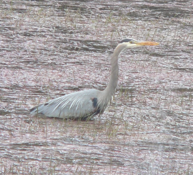 Great Blue Heron
