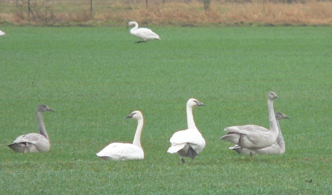 geese