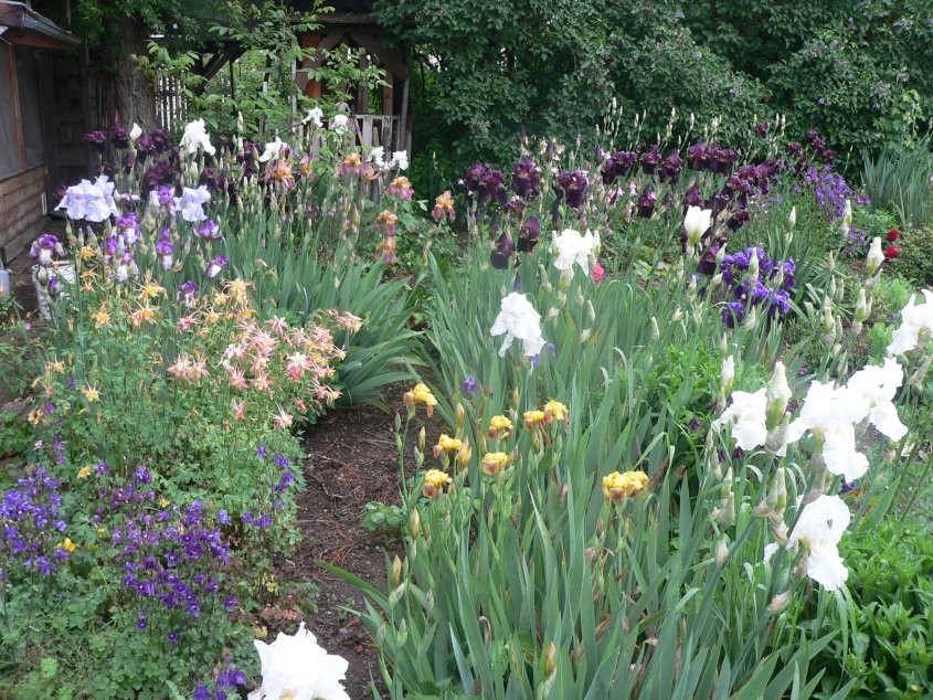 irises