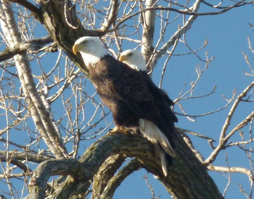 bald eagle pair