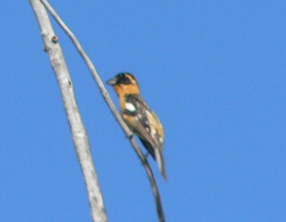 Black headed grosbeak