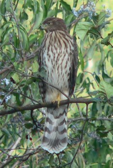 Cooper's Hawk