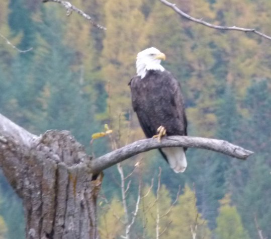 bald eagle perching