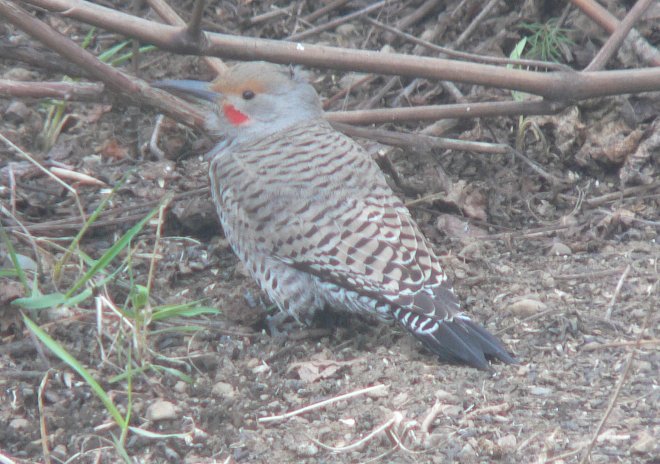 flicker