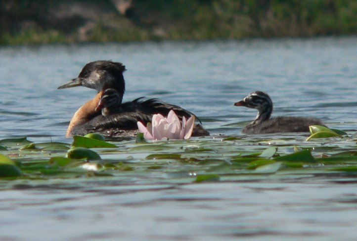 Rednecked Grebes