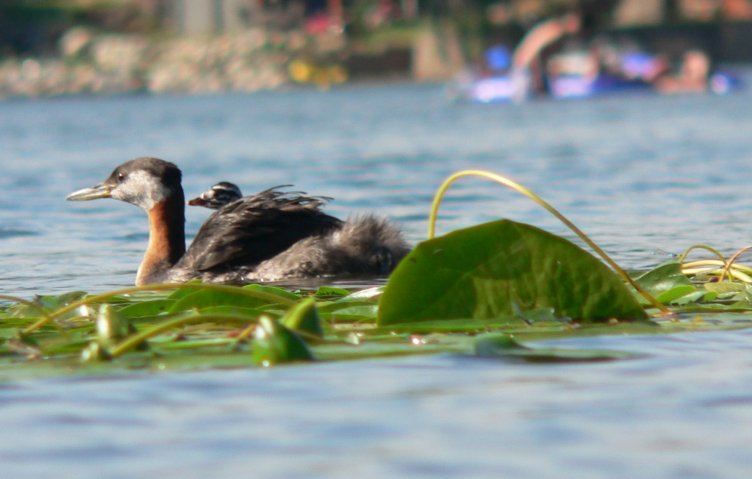 Rednecked Grebes