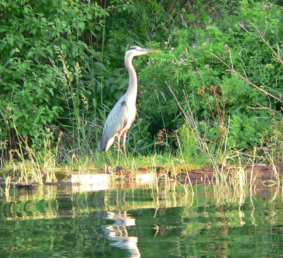 GBH