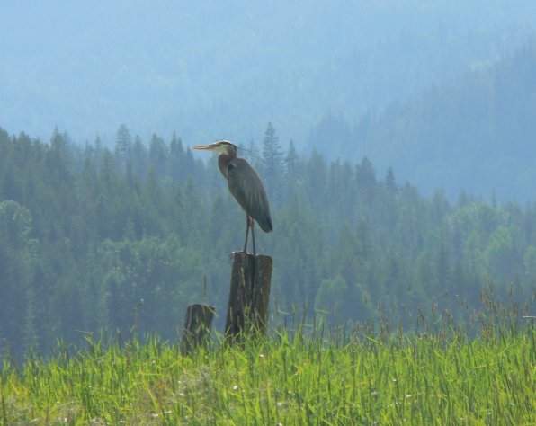 great blue heron on Upper Twin Lake in Idaho