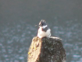 Kingfisher