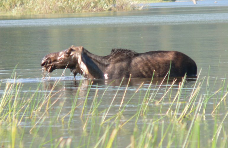 moose on  Spirit Lake