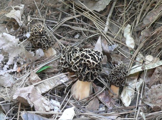 Morel mushrooms