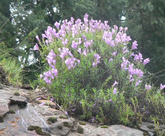 rock penstemon