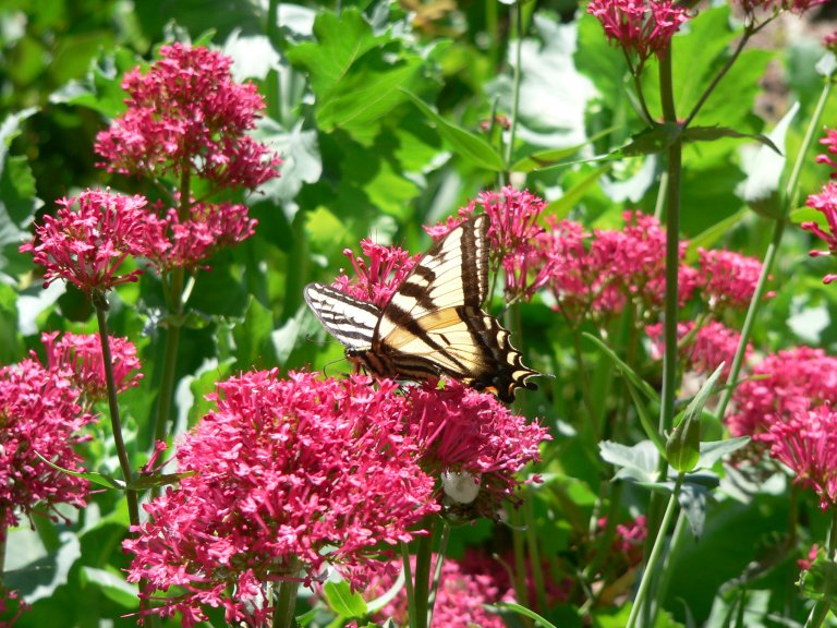 yellow swallowtail butterfly