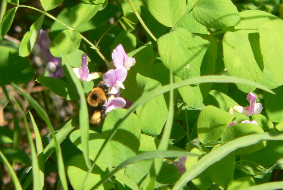 bumblebee